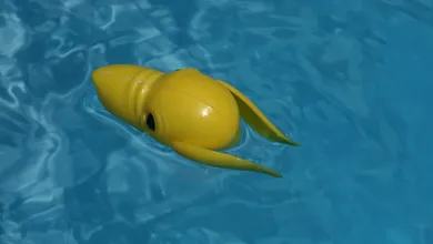 Photo of I migliori pulitori per piscine economici