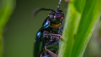 Photo of Le migliori smerigliatrici
